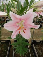 [4217 Companion No02.JPG]